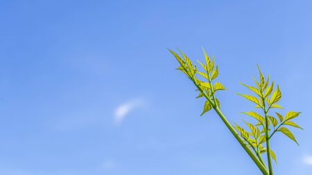 Green treetops with blue sky background, natural background for copy space の写真素材