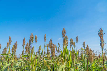 Sorghum field growth organic with blue sky backgroundの写真素材