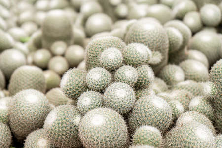 Cactus in bokeh nature background. Cactus in greenhouseの写真素材