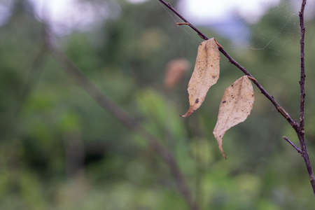 Brown dry leaves on a branch in a winter day and forest backgroundの写真素材