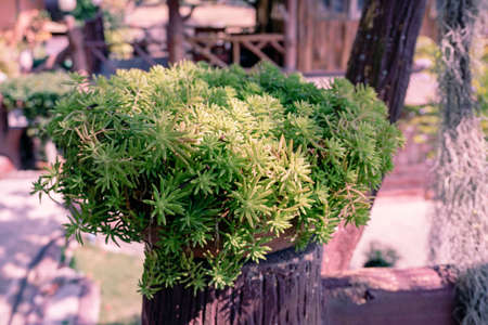Small tree or cactus in pots for decoration plantの写真素材
