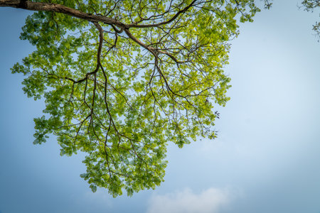 Under the big tree and with branch magnify, background treesの写真素材