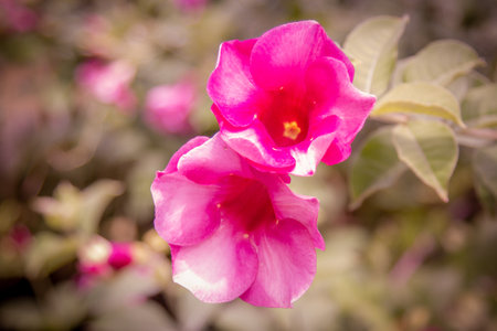 Pink flowers with pink tone, 2 pink flowers in gardenの写真素材