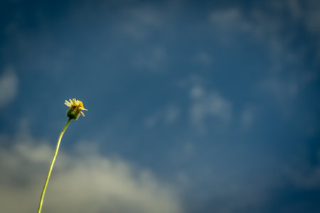one flower with purple sky background, copy space, landscapeの写真素材