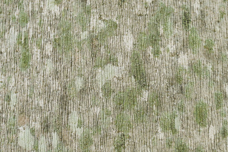 bark surface background dry bark large tree barkの写真素材
