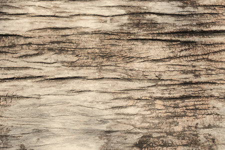 Dry wood texture background the skin of large trees is dry and gray.の写真素材
