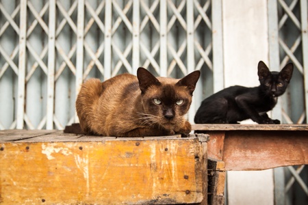 Two cats staring with feral eyes