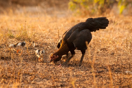 Hens are livelihood out the dribbleの写真素材