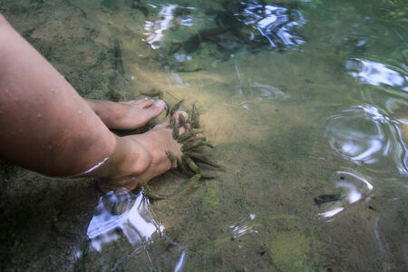 Fish cleaning feet with a bite