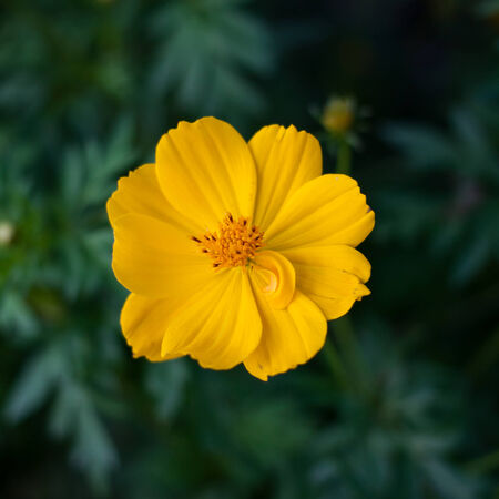 Beautiful yellow flowers in the gardenの写真素材