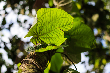 Green leaves in abundant forestの写真素材