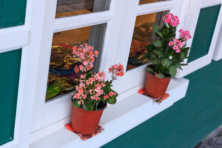 Red flowers in pots by the windowの写真素材