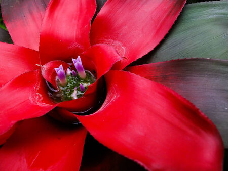 pollen Of Red Flowers in the Gardenの写真素材