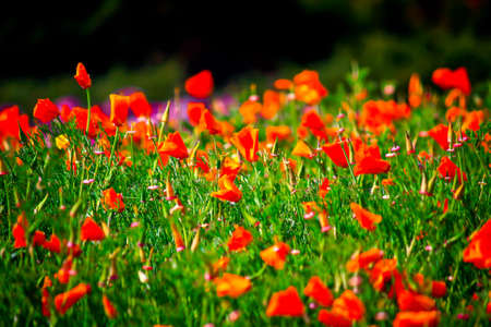 Red Flowers In the gardenの写真素材