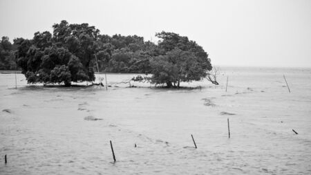 Black and white tree The flood