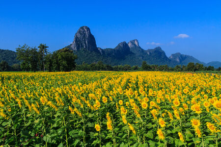 sunflower in Lopburi Province of Thailandの写真素材