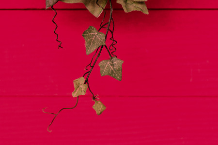 Background Liana in the gardenの写真素材