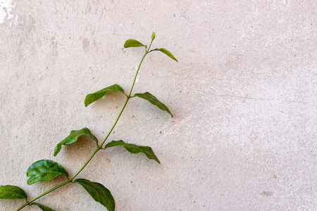 Background Liana in the gardenの写真素材