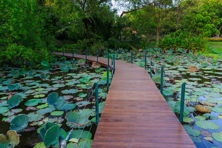 wood bridge For the Nature Education in  gardenの写真素材