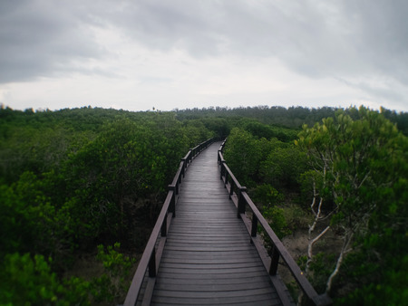 The mangrove forest  in Prachuap Khiri Khan Province