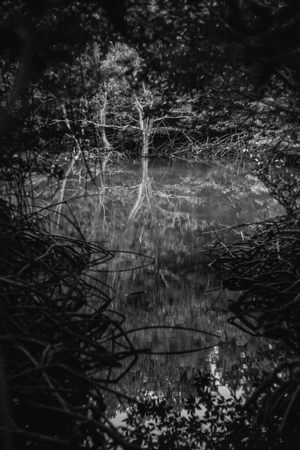 tree pictures Monochrome And reflections from waterの写真素材