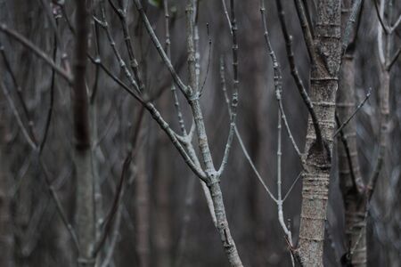 Background Image of dry twigsの写真素材