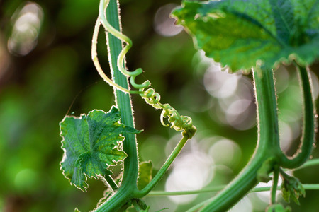 creeping plant in the garden