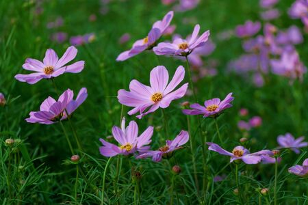 pink flower in the gardenの写真素材