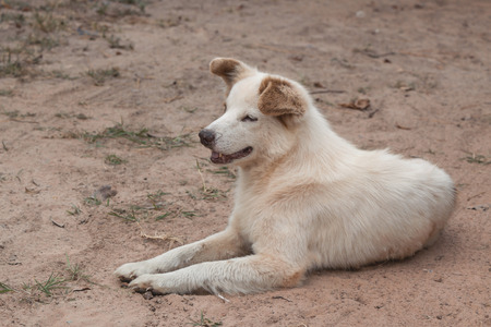 Dog Bang Kaew breed of Thailand