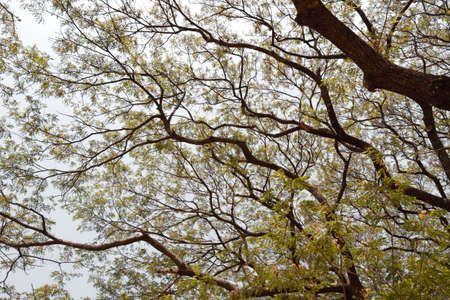big tree in Kanchanaburi Province of Thailand