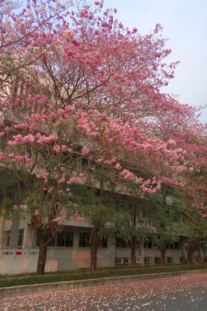 Pink flowers Tabebuia of Thailandの写真素材