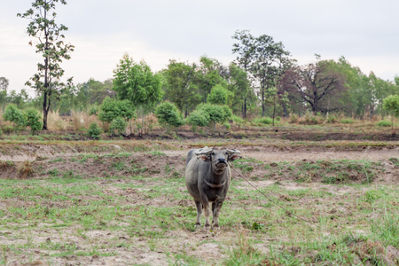 Buffalo is a pet farmer for a long timeの写真素材