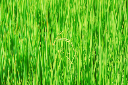Rice seed in the field of Thailandの写真素材