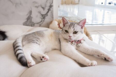 Cute little cat are sleepingの写真素材