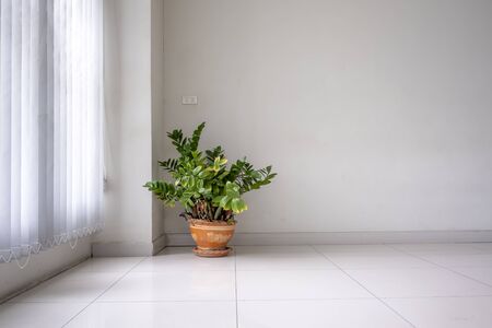 The Ornamental plants in the office  , So refreshingの写真素材