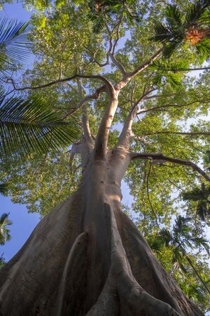 Tall trees in the forestの写真素材