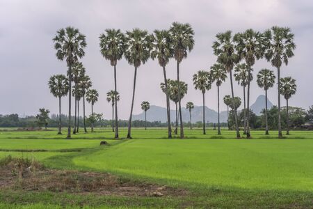 Green Rice Plant in the field of Thailandの写真素材