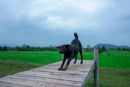 A black dog walking on a wooden bridge