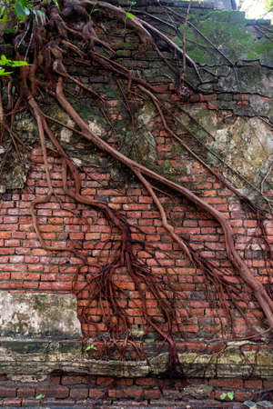 old temple with tree roots in Thailandの写真素材