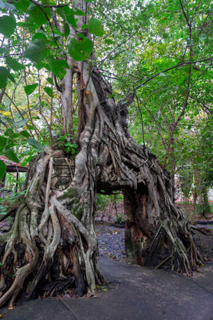 old temple with tree roots in Thailandの写真素材