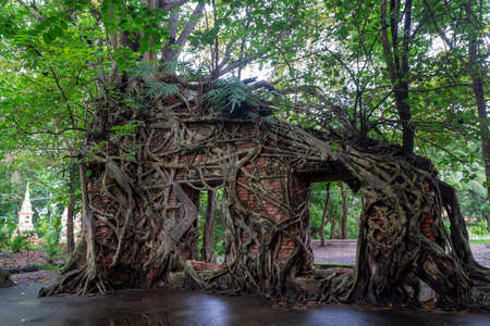 old temple with tree roots in Thailandの写真素材