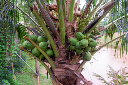 The Coconut tree in the gardenの写真素材