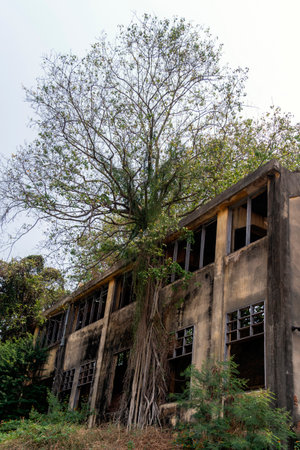 Big trees and old buildings in Thailandの写真素材