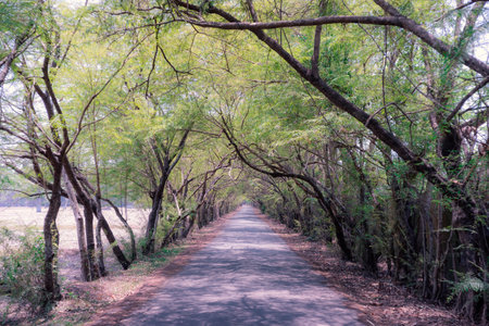 The road with beautiful treesの写真素材