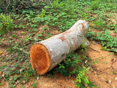 large timber cut in the forestの写真素材