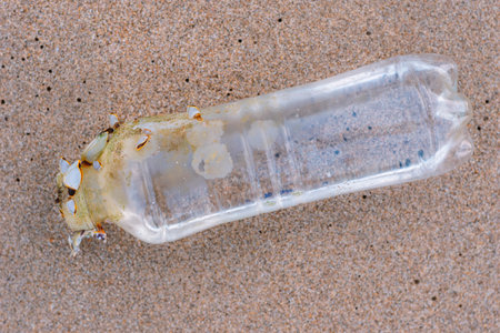Small clams and plastic bottles on the beachの写真素材
