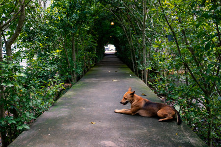 A red dog is sleeping in a green gardenの写真素材