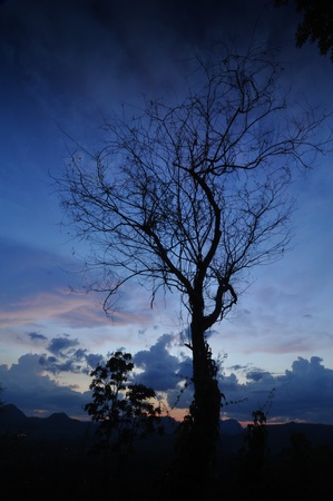 the back tree on blue backgroundの写真素材