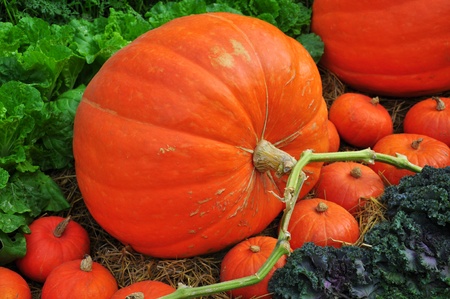 The big Pumpkinの写真素材