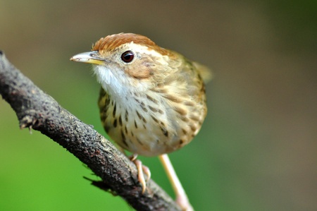 brown birdの写真素材